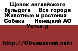 Щенок английского бульдога  - Все города Животные и растения » Собаки   . Ненецкий АО,Устье д.